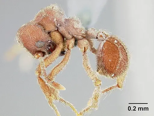 Sericomyrmex maravalhas - USNMENT00924081