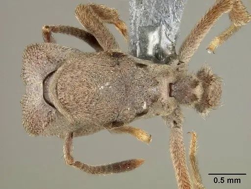 Sericomyrmex maravalhas - USNMENT00924082
