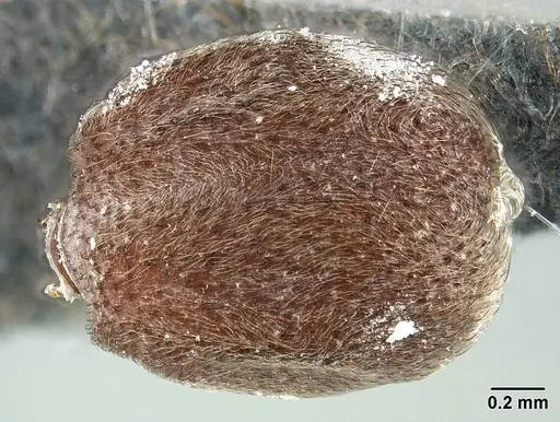 Sericomyrmex maravalhas - USNMENT00924082