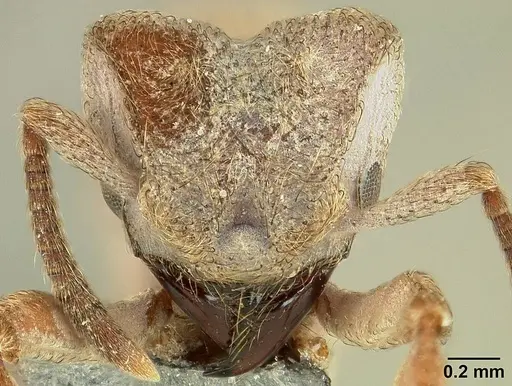 Sericomyrmex maravalhas - USNMENT00924082