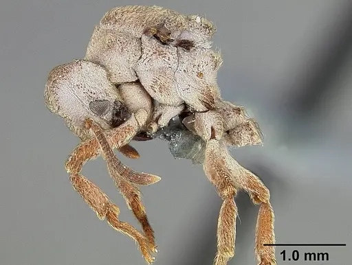 Sericomyrmex maravalhas - USNMENT00924082