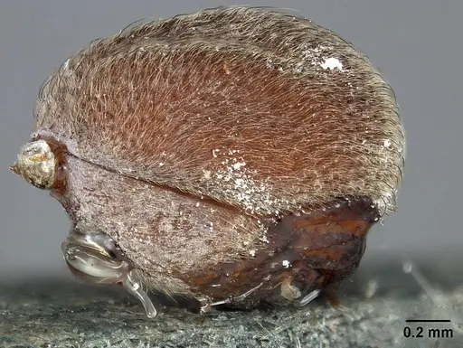 Sericomyrmex maravalhas - USNMENT00924082