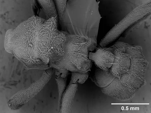 Sericomyrmex maravalhas - USNMENT00924090