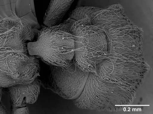 Sericomyrmex maravalhas - USNMENT00924090
