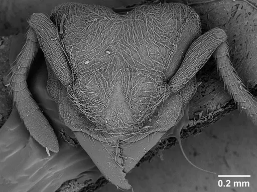 Sericomyrmex maravalhas - USNMENT00924090