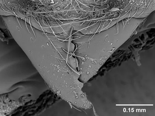 Sericomyrmex maravalhas - USNMENT00924090
