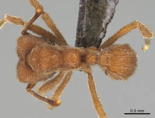 Sericomyrmex maravalhas - USNMENT00924091