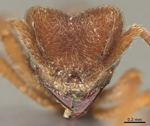 Sericomyrmex maravalhas - USNMENT00924091