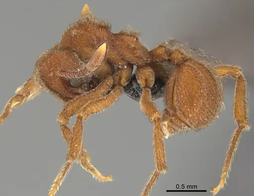 Sericomyrmex maravalhas - USNMENT00924091