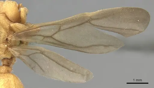 Sericomyrmex mayri specimen