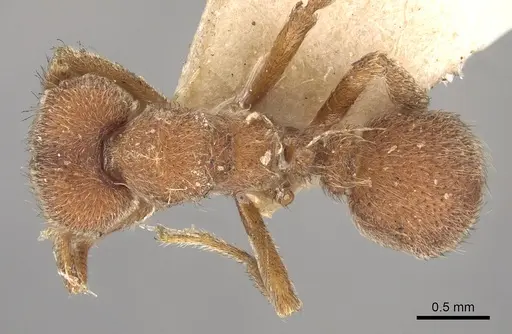 Sericomyrmex opacus specimen