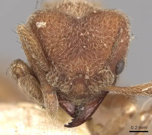 Sericomyrmex opacus specimen