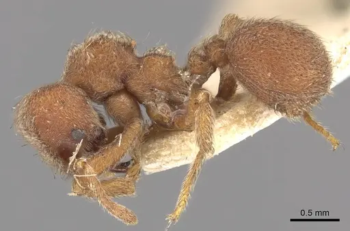 Sericomyrmex opacus specimen