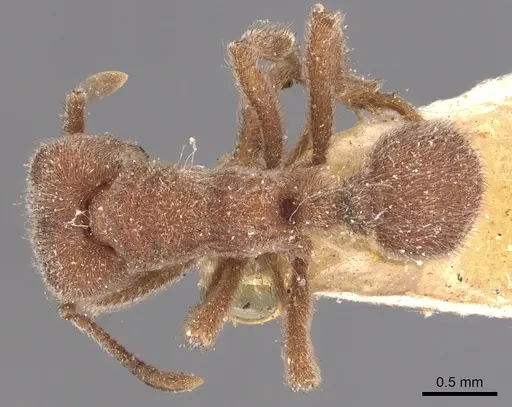 Sericomyrmex opacus - CASENT0904987