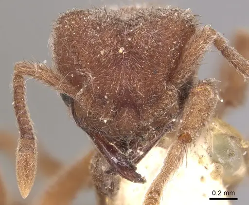 Sericomyrmex opacus - CASENT0904987