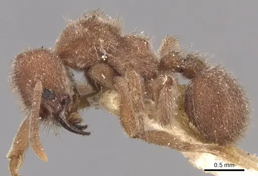 Sericomyrmex opacus - CASENT0904987