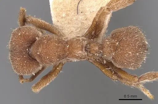 Sericomyrmex opacus - CASENT0904988