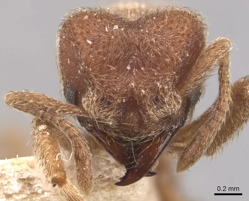 Sericomyrmex opacus - CASENT0904988