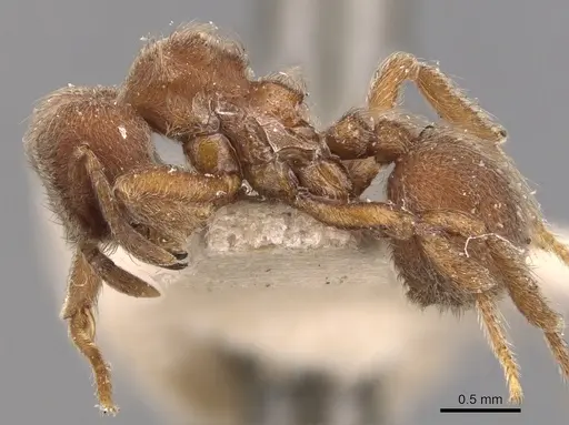 Sericomyrmex opacus - CASENT0904988