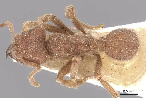 Sericomyrmex opacus - CASENT0909368