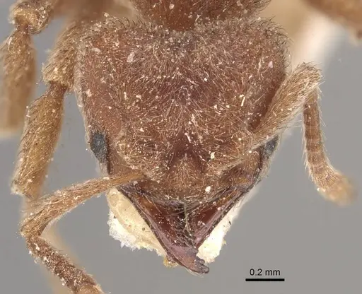 Sericomyrmex opacus - CASENT0909368