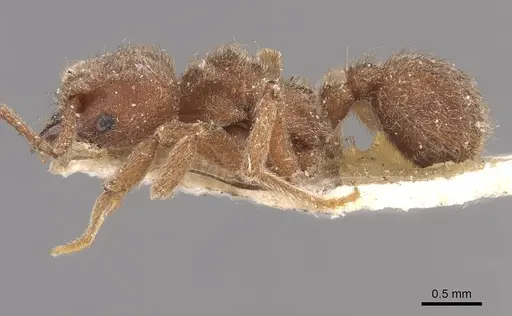 Sericomyrmex opacus - CASENT0909368