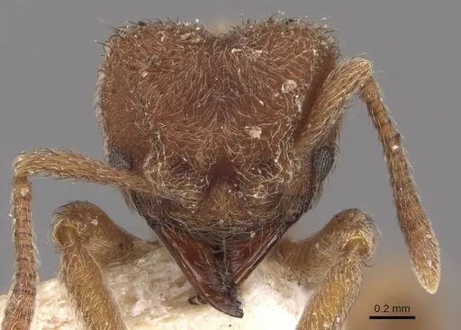 Sericomyrmex opacus - CASENT0909369