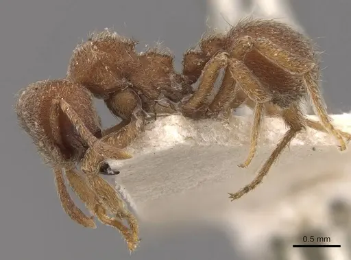 Sericomyrmex opacus - CASENT0909369