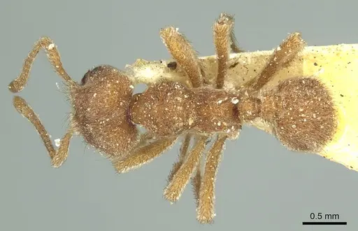 Sericomyrmex opacus - CASENT0915955