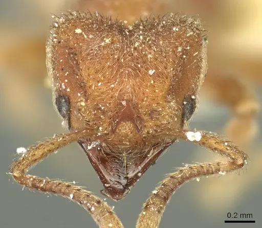 Sericomyrmex opacus - CASENT0915955