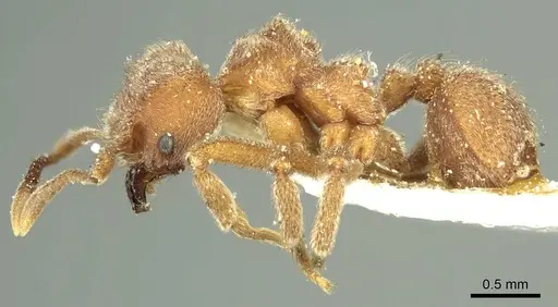 Sericomyrmex opacus - CASENT0915955