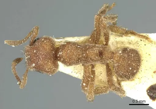 Sericomyrmex opacus - CASENT0915956