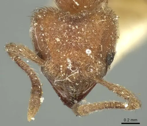 Sericomyrmex opacus - CASENT0915956