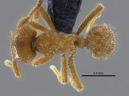 Sericomyrmex opacus - CBUMAGENT41871