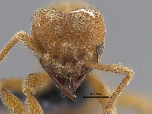 Sericomyrmex opacus - CBUMAGENT41871