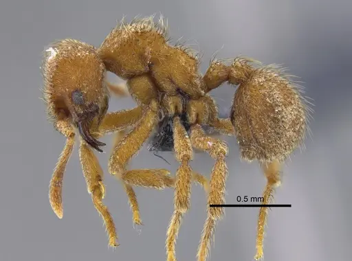 Sericomyrmex opacus - CBUMAGENT41871