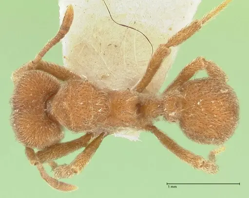 Sericomyrmex opacus - FOCOL2194