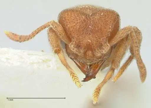 Sericomyrmex opacus - FOCOL2194