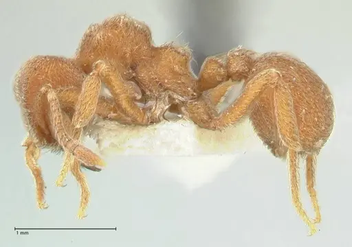 Sericomyrmex opacus - FOCOL2194