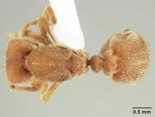 Sericomyrmex opacus - USNMENT00305214