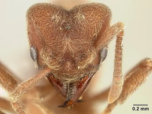 Sericomyrmex opacus - USNMENT00305214