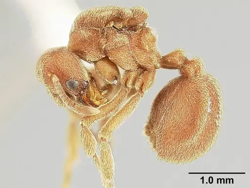 Sericomyrmex opacus - USNMENT00305214