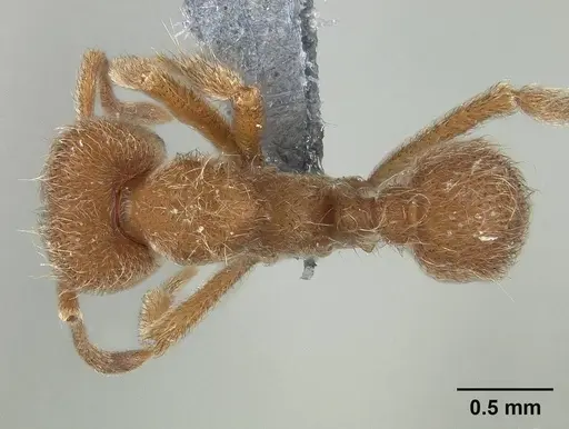 Sericomyrmex opacus - USNMENT01125118