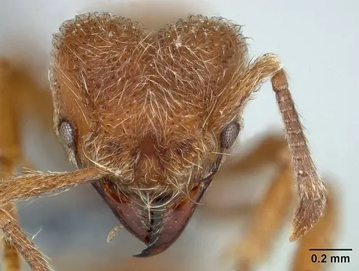 Sericomyrmex opacus - USNMENT01125118