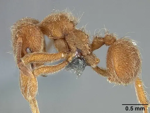 Sericomyrmex opacus - USNMENT01125118