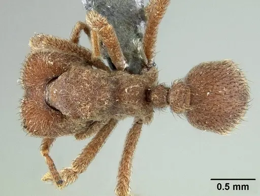 Sericomyrmex opacus - USNMENT01125124