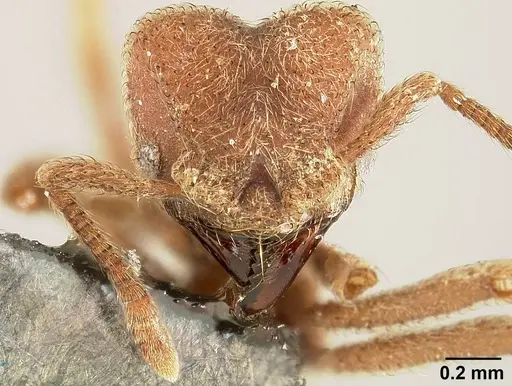 Sericomyrmex opacus - USNMENT01125124