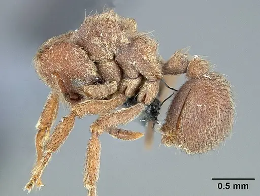 Sericomyrmex opacus - USNMENT01125124