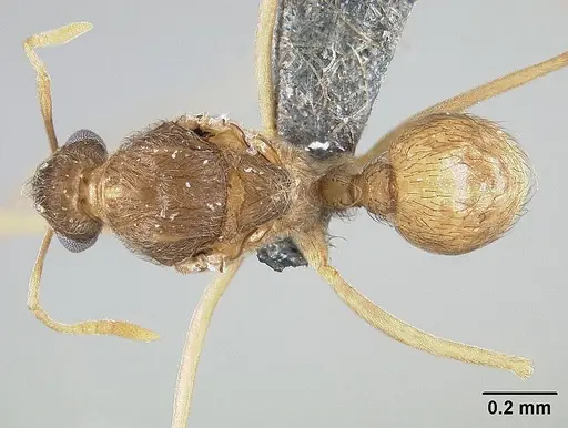 Sericomyrmex opacus - USNMENT01125314