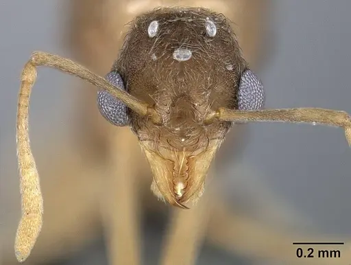 Sericomyrmex opacus - USNMENT01125314